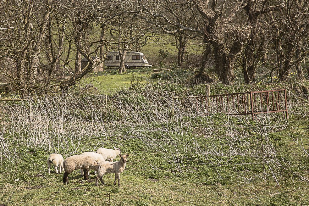 Jamais un voyage sans un mouton