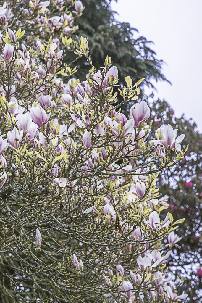 les magnolias