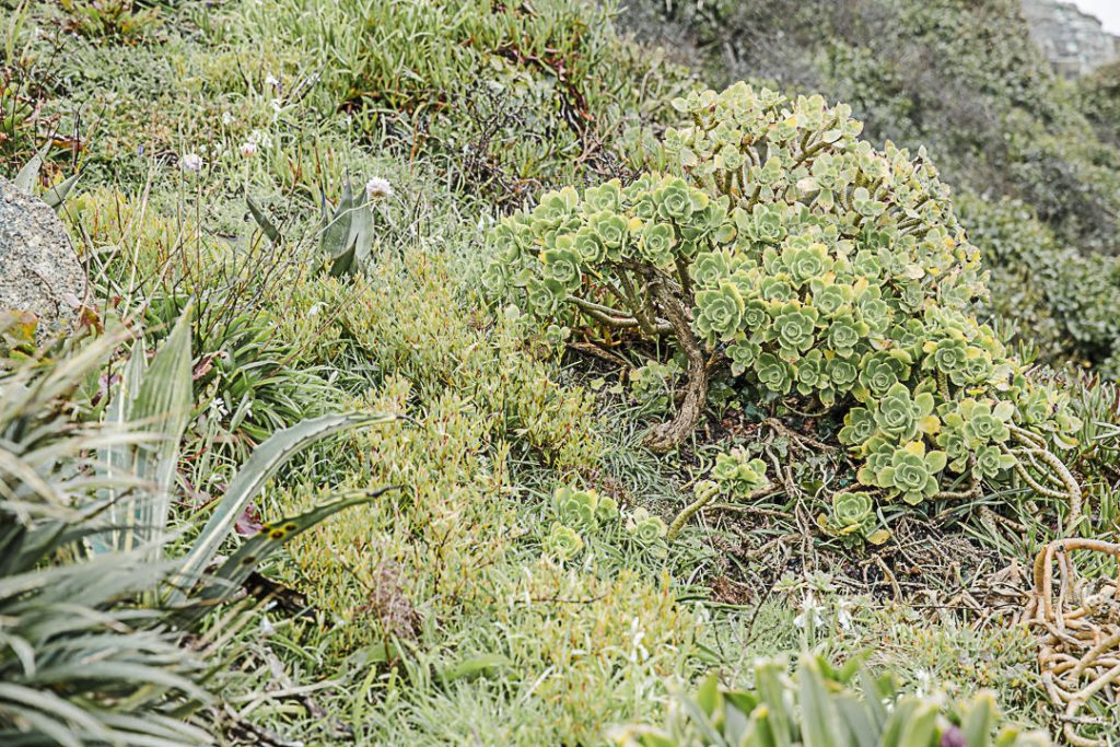 Plantes grasses de Minack Theatre
