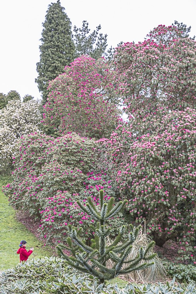 Les rhododendrons des jardins de Heligan