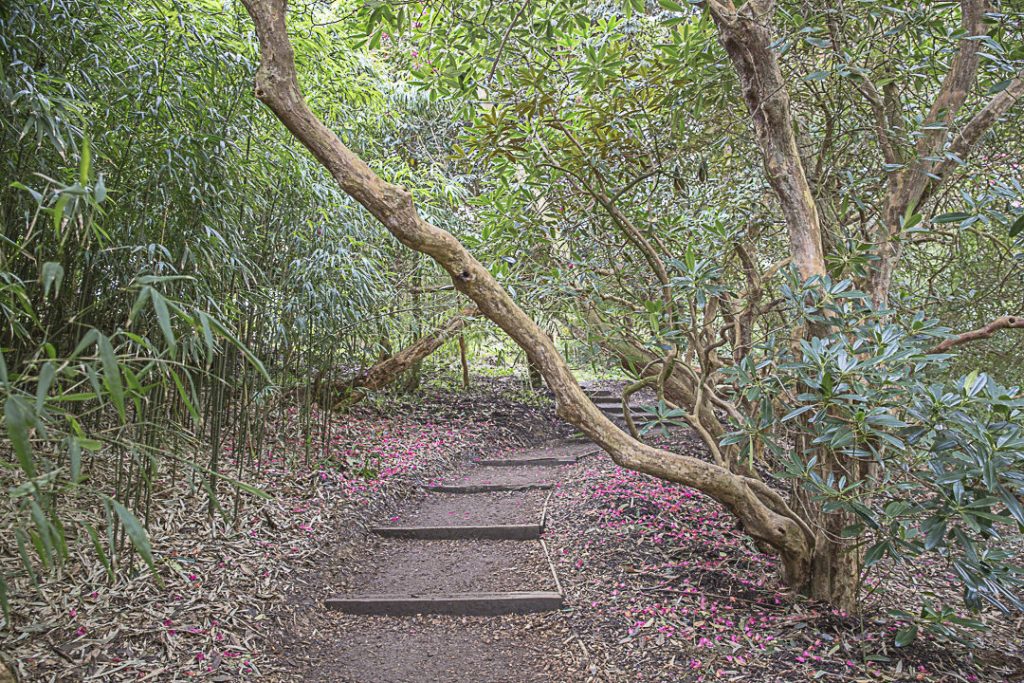 les sous-bois de la jungle des jardins de Heligan