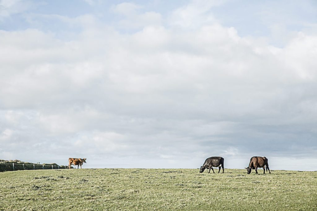 Les vaches du Cap Lizard