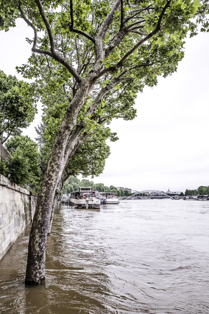 Les inondations de Paris 2016 - Les arbres les pieds dans l'eau