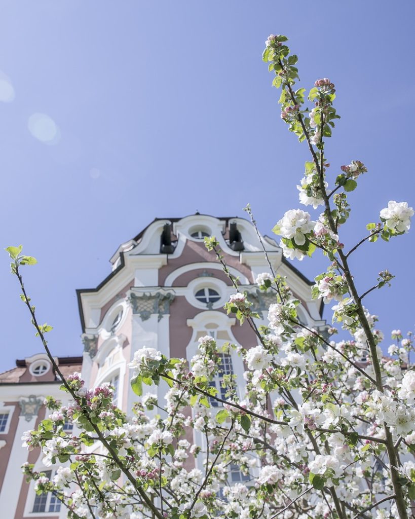 les cerisiers en fleurs à l'abbaye de Wiblingen - Ulm, Allemagne