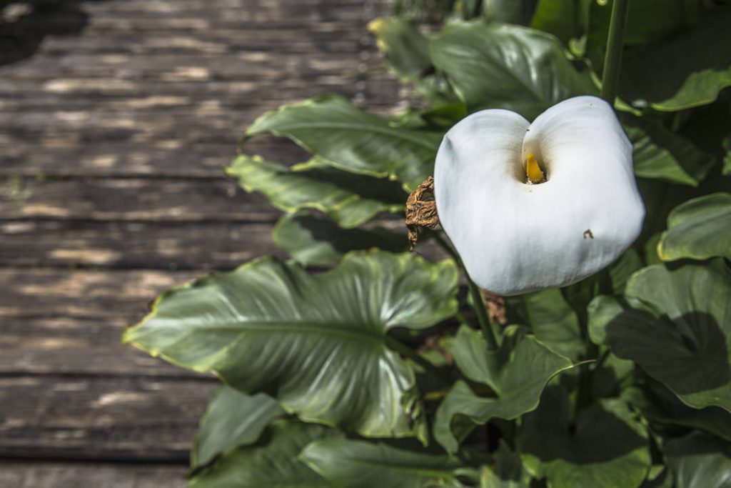 Arome des jardins de mon moulin séjour en haute marne