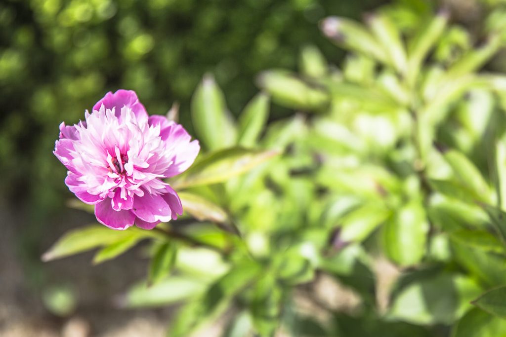 Pivoine spécialité des jardins de mon moulin séjour en Champagne