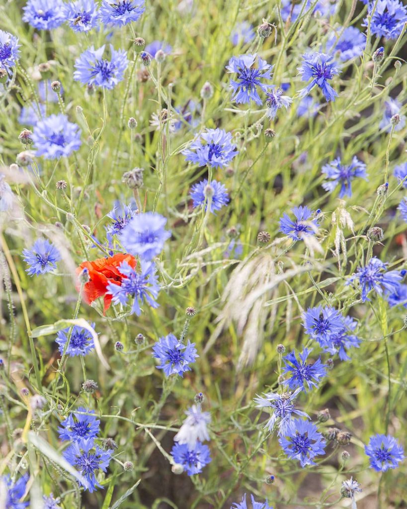 ruegen-mer-baltique-allemagne-les-bleuets