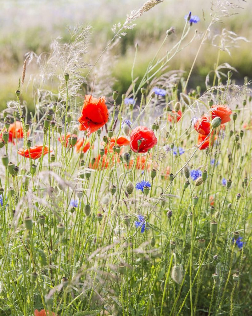ruegen-mer-baltique-allemagne-les-coquelicots