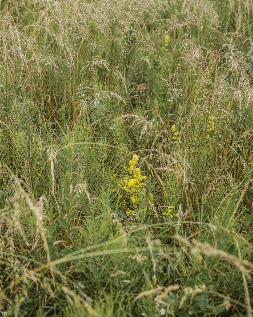 Les herbes du cap Arkona