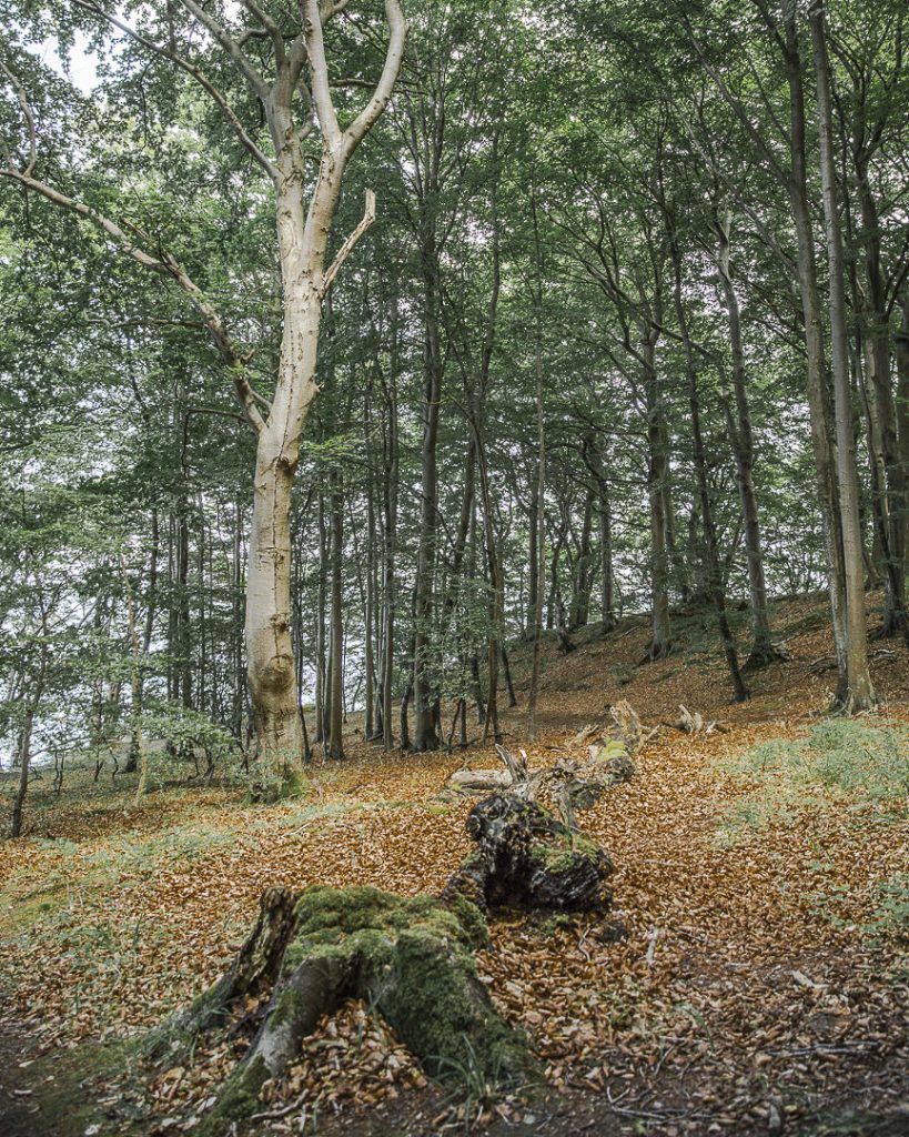 ruegen-mer-baltique-allemagne-les-sous-bois-du-parc-national-de-jasmund-2