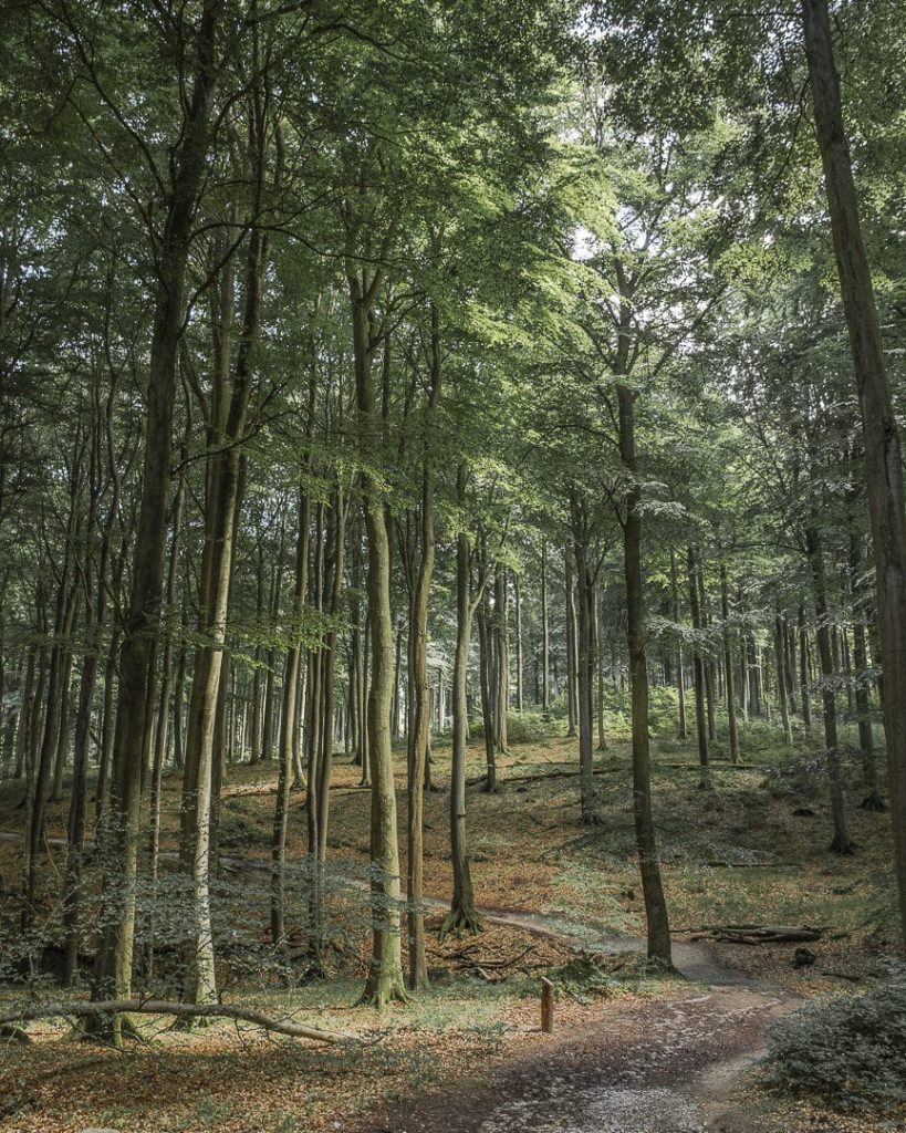 ruegen-mer-baltique-allemagne-les-sous-bois-du-parc-national-de-jasmund