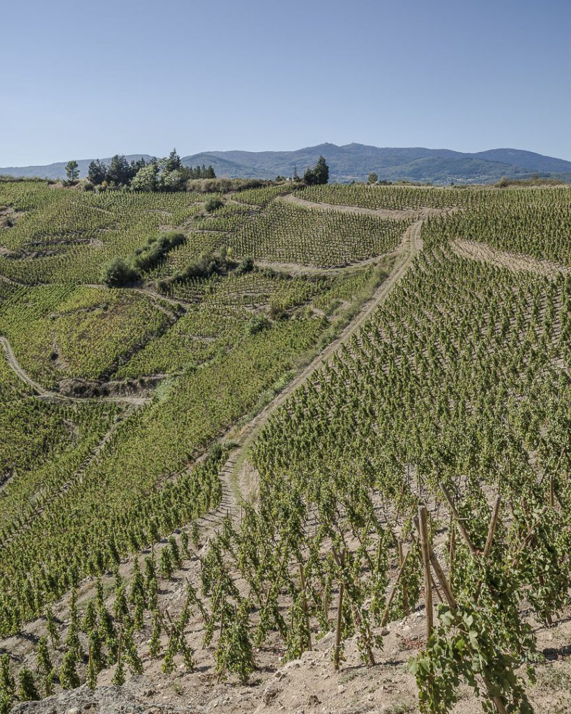 3-jours-dans-la-loire-vignes-a-flanc-de-collines-du-parc-naturel-regional-du-pilat