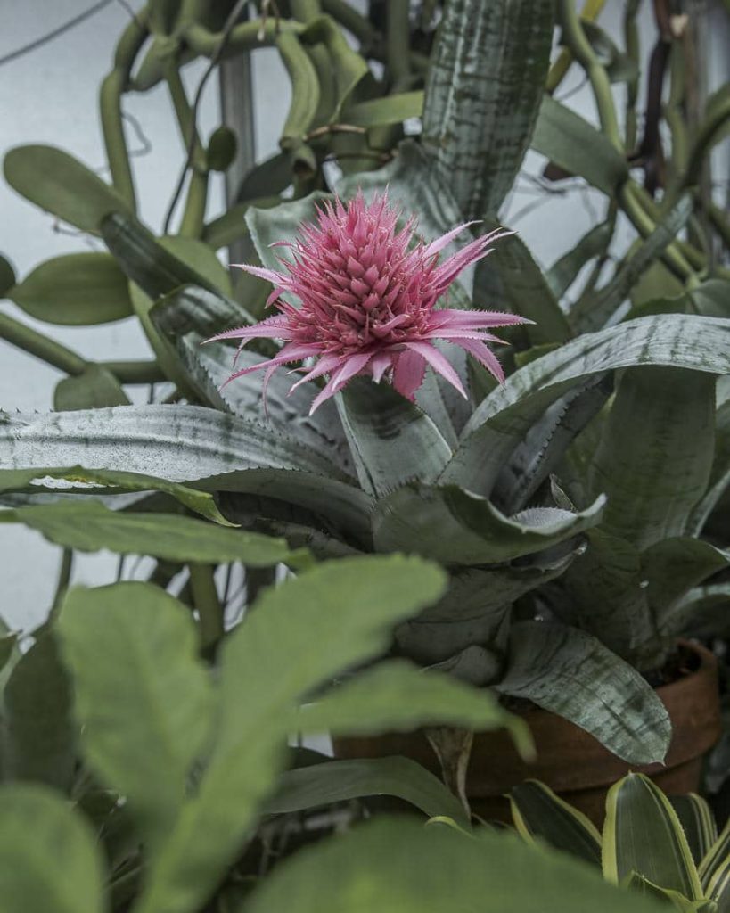 Les jardins botaniques royaux d'Edimbourg - Ecosse