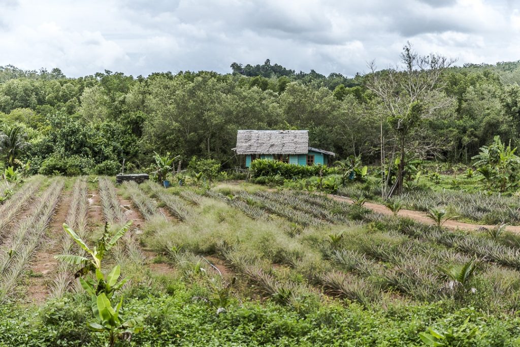 Ferme d'ananas sur Koh Yao Noi - Baie de Phang Nga, Thaïlande