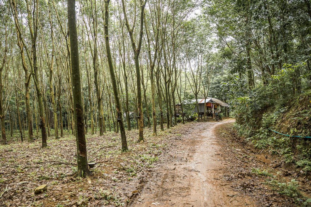 Plantations d'hévéa sur Kho Yao Noi - Baie de Phang Nga Thaïlande
