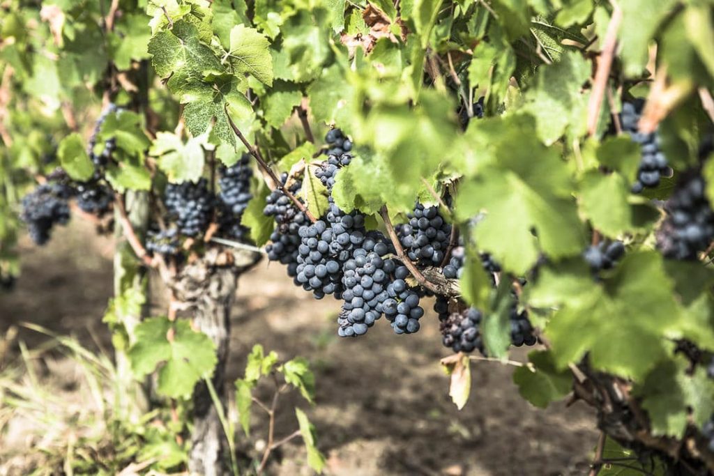 Juste avant les vendanges - Loire, France