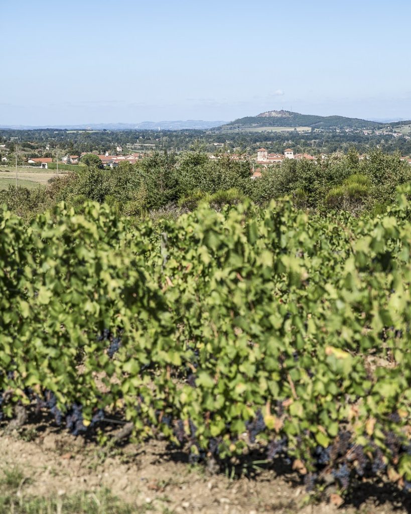 Vue sur Champdieu depuis les vignes - Loire, France