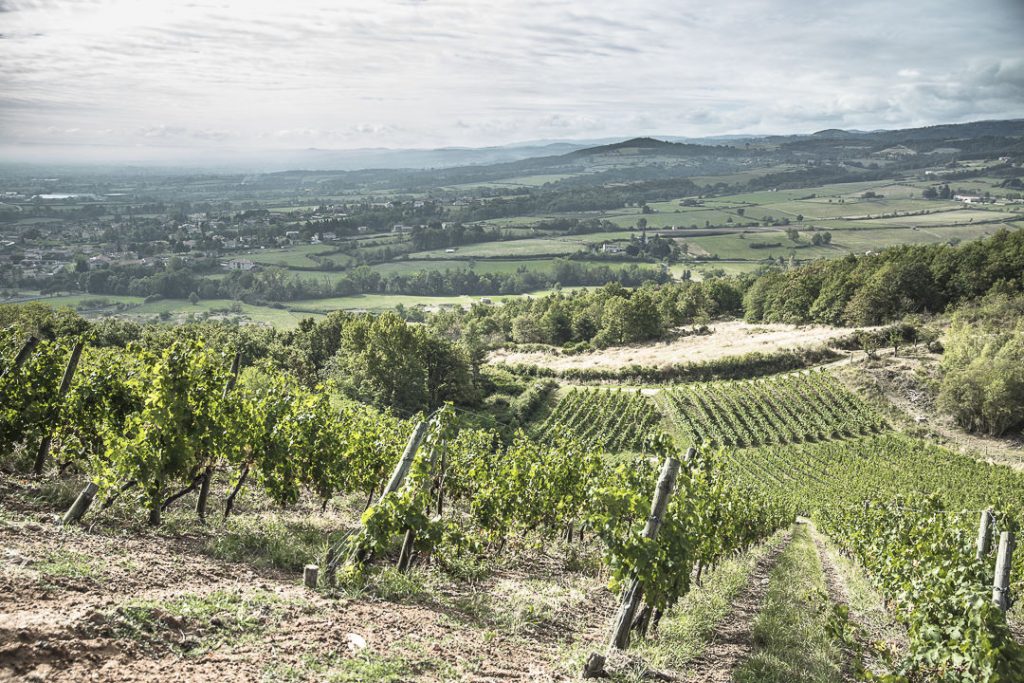 Vue sur les vignes depuis la Madonne de Champdieu - Loire, France