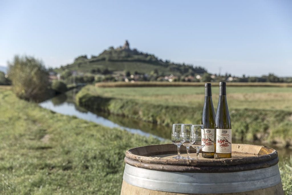 Viognier de Saint Romain le Puy - Loire , France