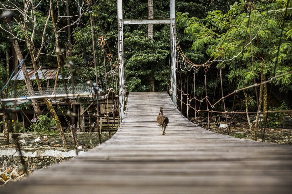 Poule qui traverse un pont sur Koh Yao Noi