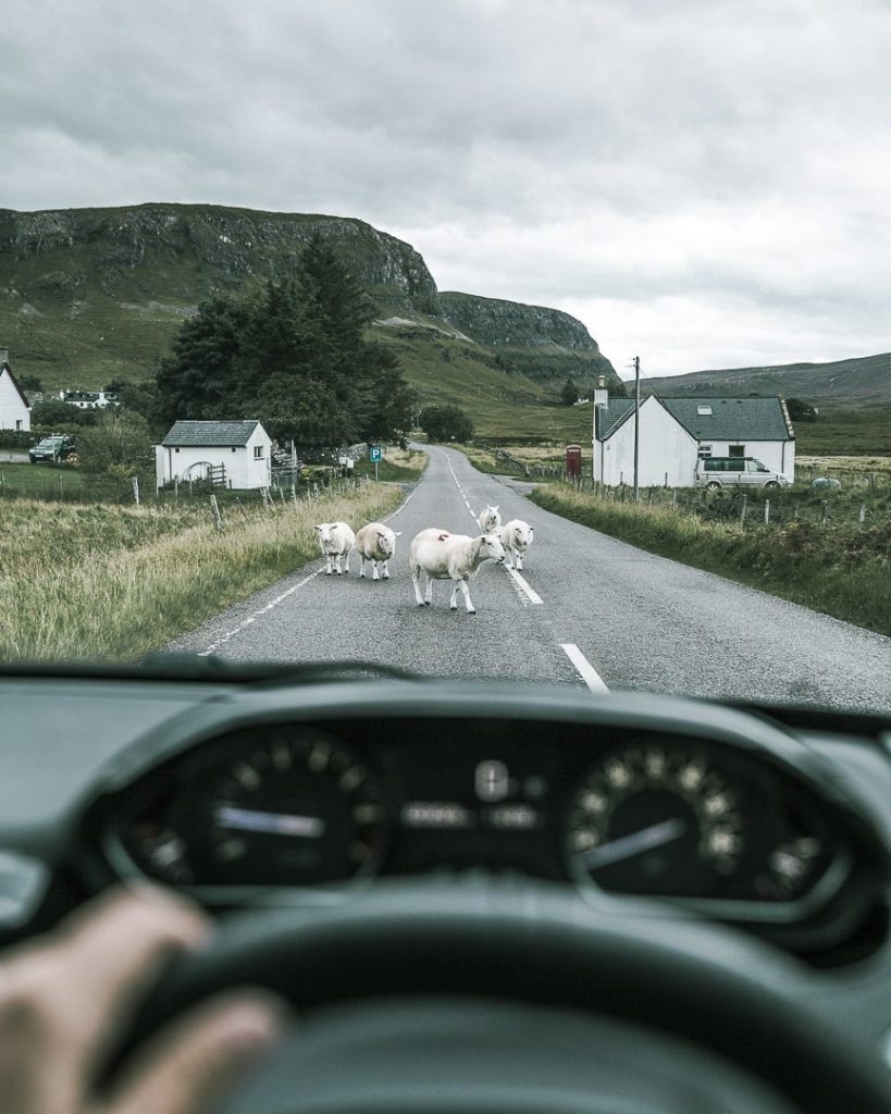 Les moutons, incontournables des routes écossaises
