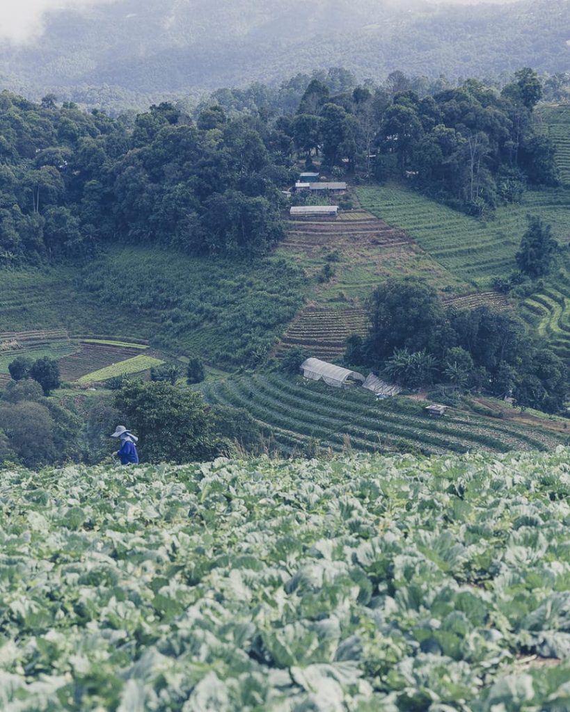 projets royaux nord de la thailande - dans les jardins