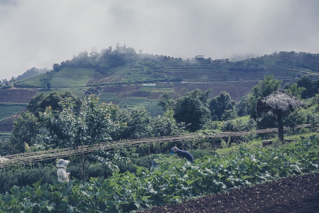 projets royaux nord de la thailande – dans les jardins de Nong Hoi