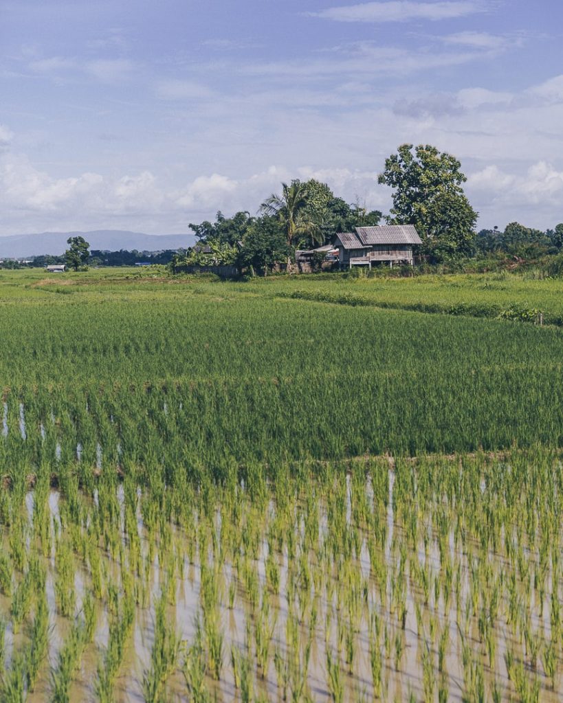 Rizières autour de Chiang Mai, à côté de la Bambuh Boutique Homestay
