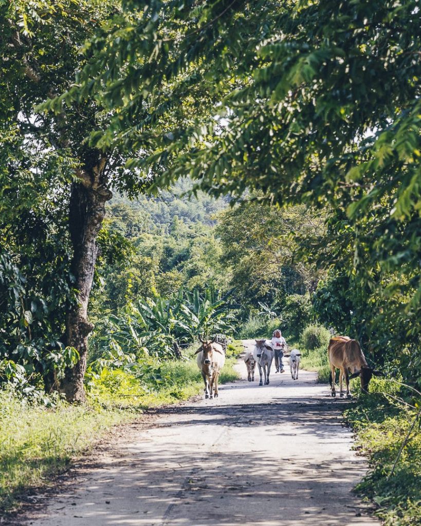 Berger promenant son bétail dans les environs de chiang Rai dans le nord de la Thaïlande