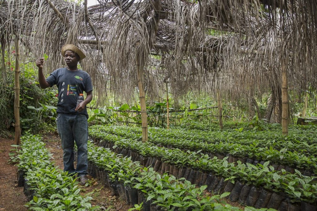 La pépinière de la route du café en Haïti