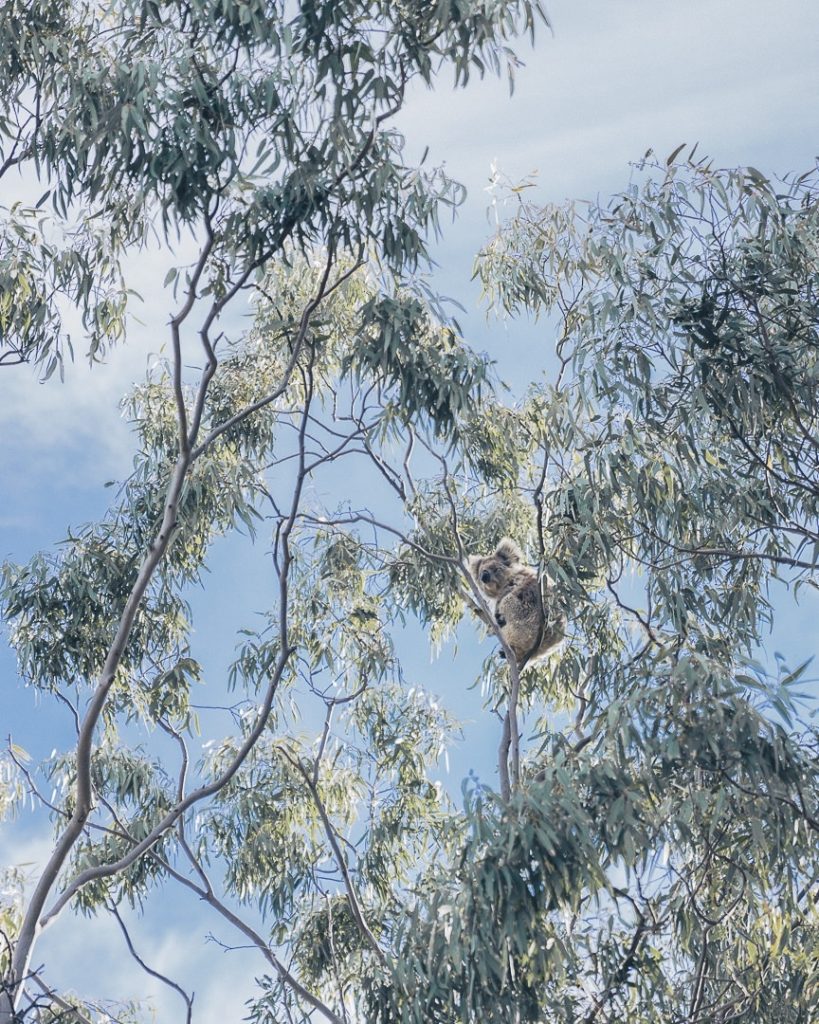 Koala de You Yangs - Great Ocean Road, Australie