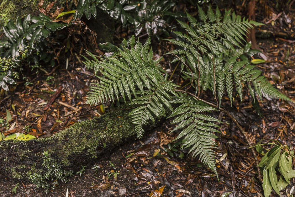 Forêt tropicale Great Otway national Park - Great Ocean Road, Australie