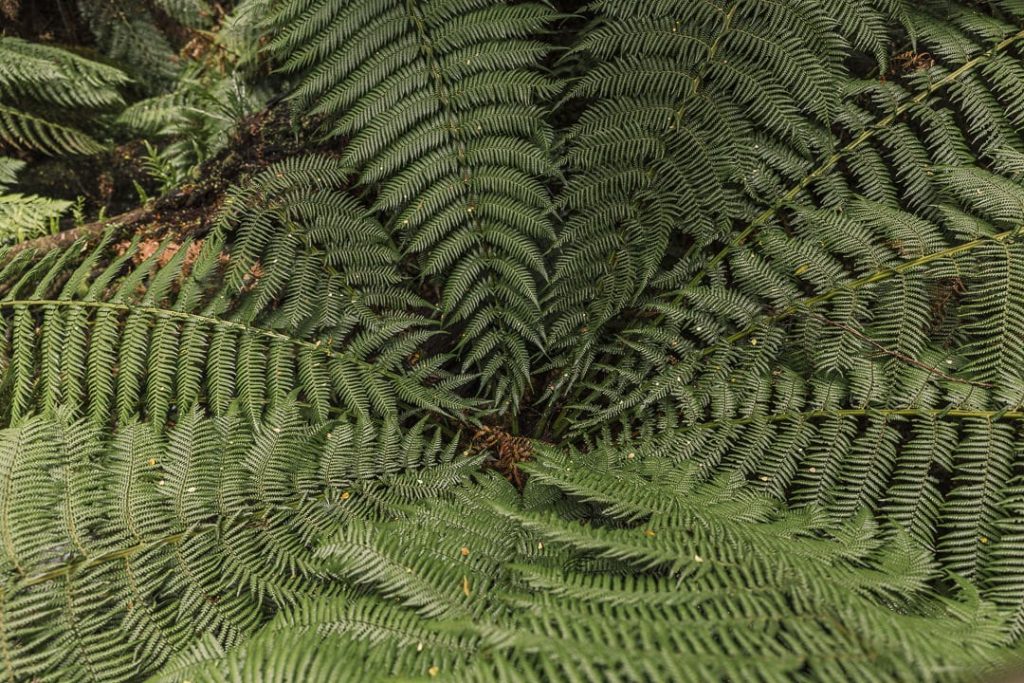 Forêt tropicale Great Otway national Park - Great Ocean Road, Australie