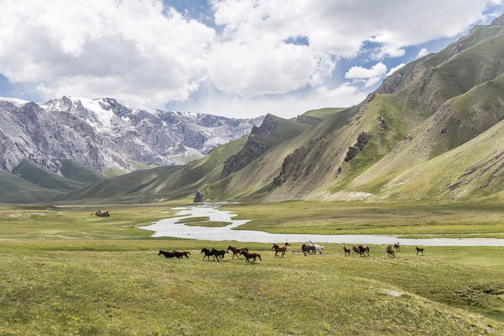 le chevaux sauvages au lac Köl-Suu - Kirghizstan