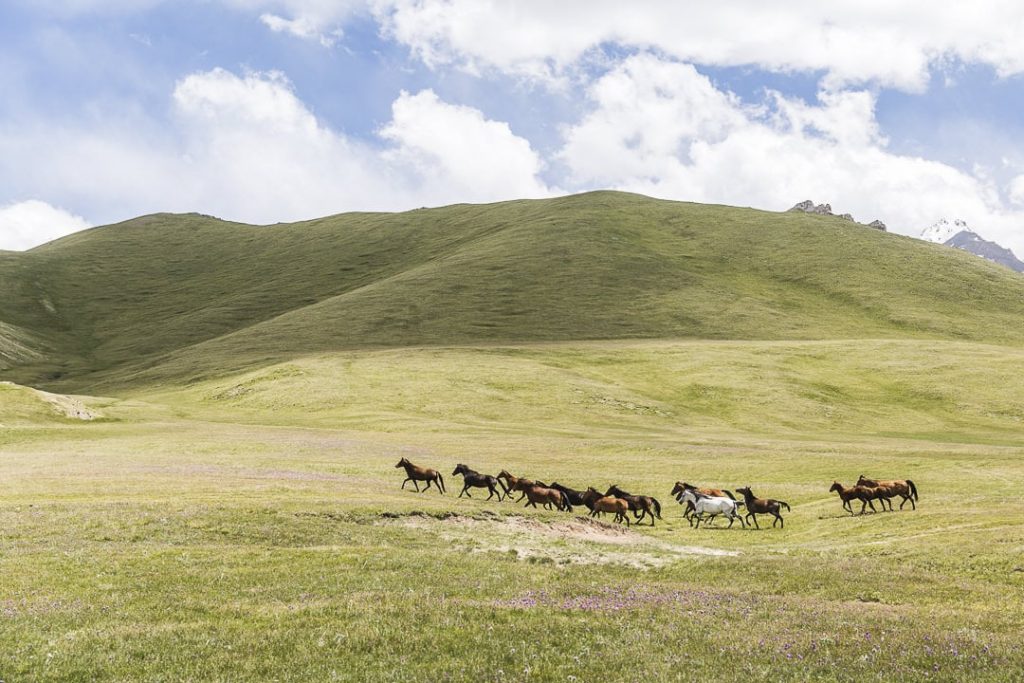 les chevaux du lac Köl-Suu - Kirghizstan