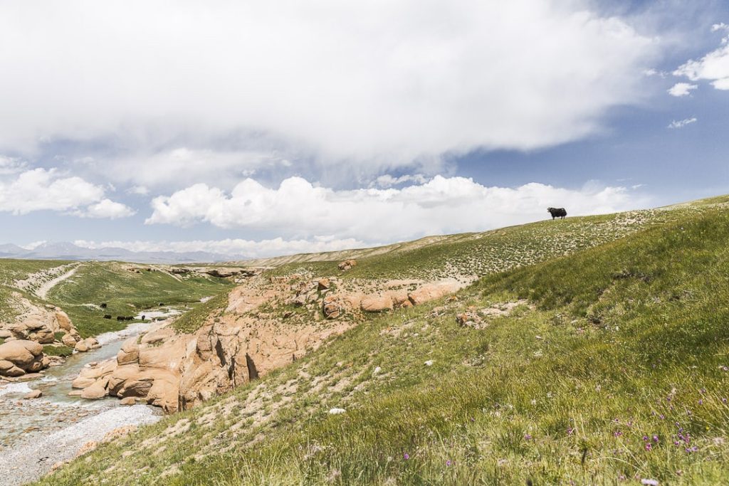 Voyage au Kirghizstan – road trip au lac Kol Suu yak 2