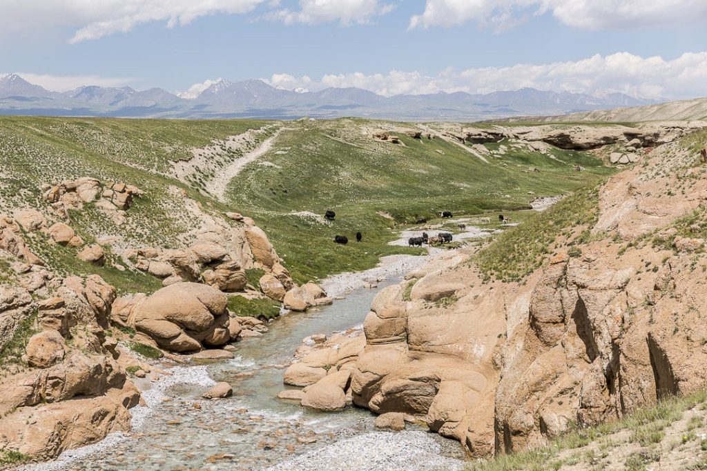 Voyage au Kirghizstan – road trip au lac Kol Suu yak 3