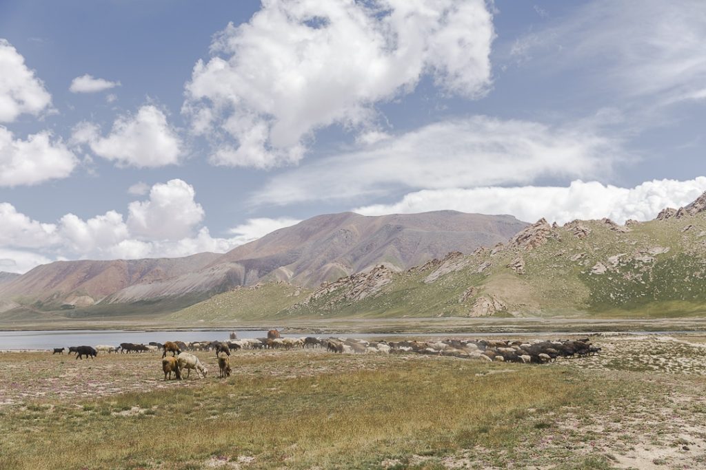 Moutons au lac Chatyr-Koul, Kirghizstan