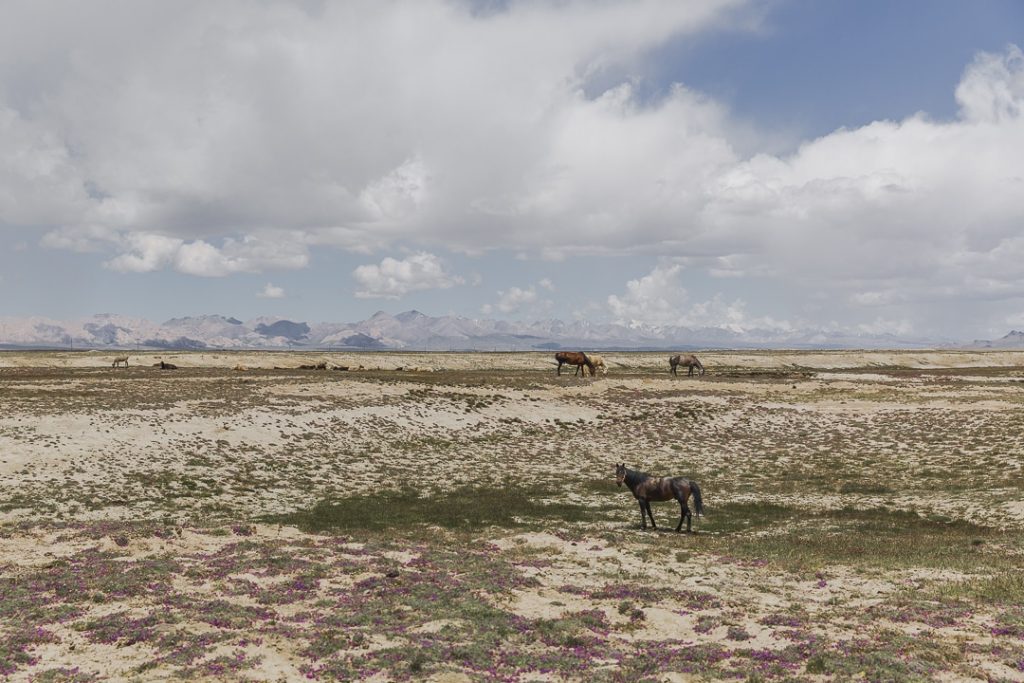 Cheval au lac Chatyr-Koul - Kirghizstan