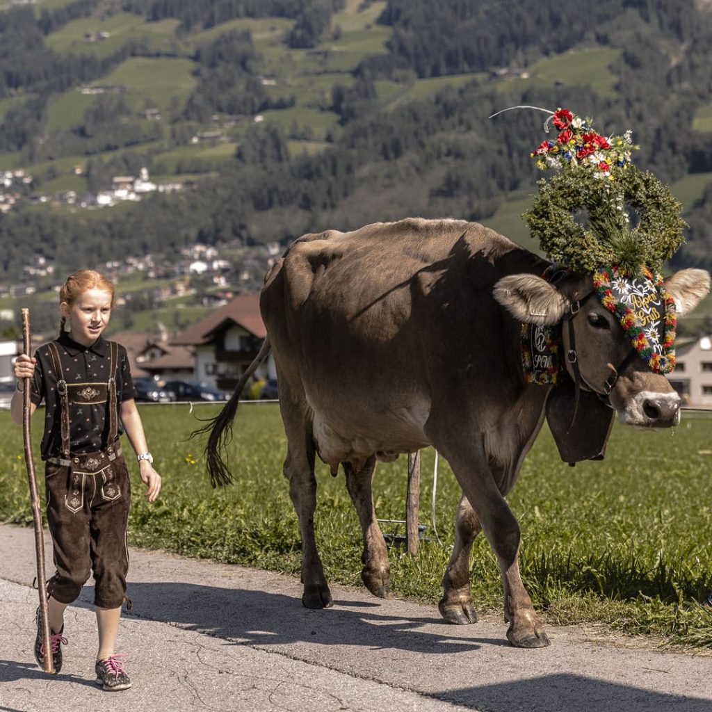Jour de transhumance dans le Tyrol en Autriche #tyrol #autriche