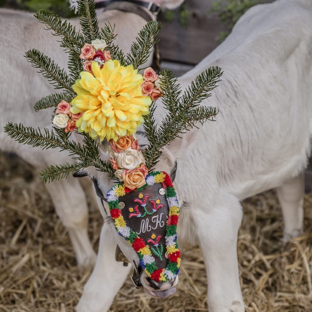 On coiffe même les petits veau pour fêter le retour des alpages du cheptel #transhumance #autriche