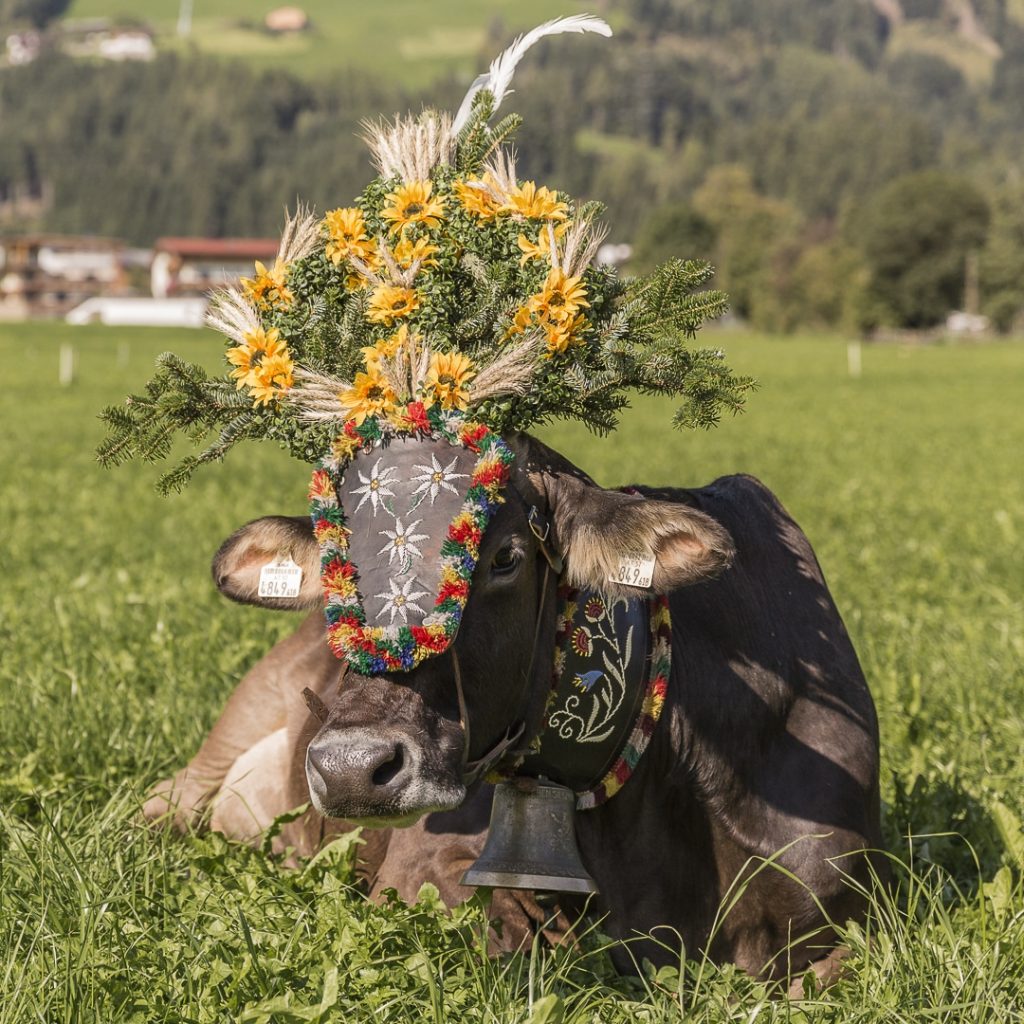 Le jour de la transhumance, les vaches sont vêtues d'une belle coiffe #transhumance #autriche