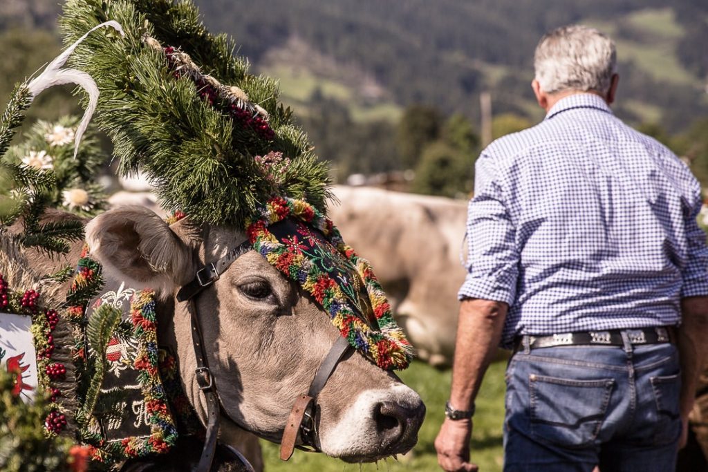 Transhumance en Autriche #tyrol #autriche #transhumance