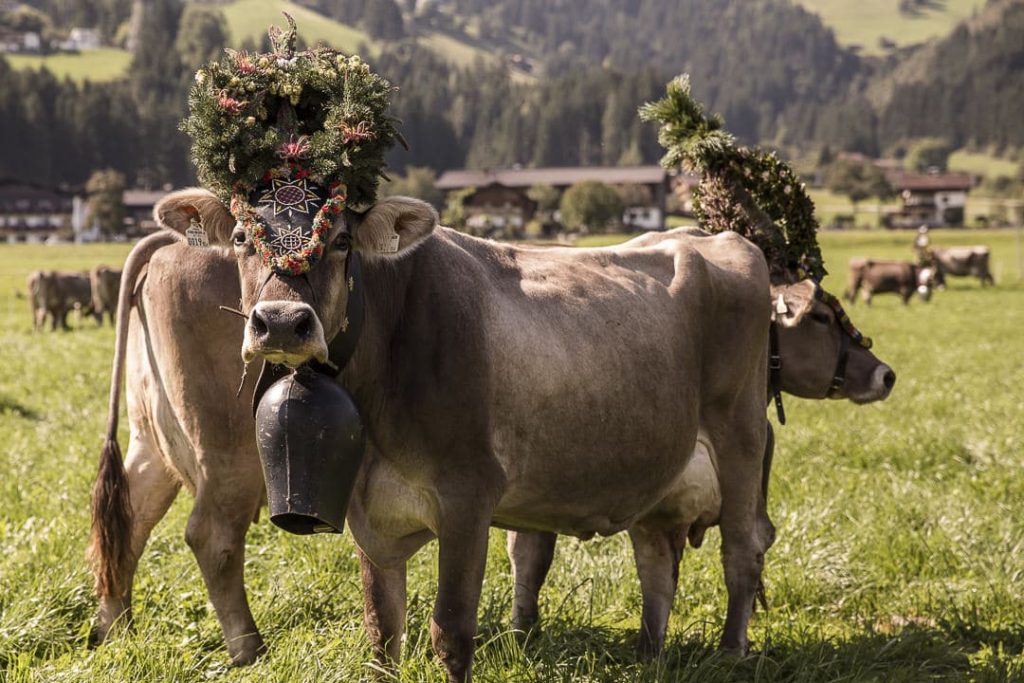 Vache apprêtée un jour de transhumance en Autriche #autriche #transhumance #tyrol