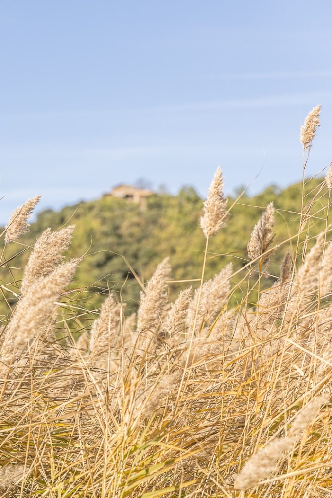 Joncs à l'étang de Moncortes, Catalogne - #roadtrip #catalogne