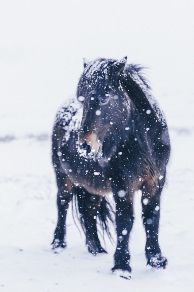 Combien coute un voyage en Islande ? Détail pour 3 semaines de voyage pour 2 personnes #islande #budget