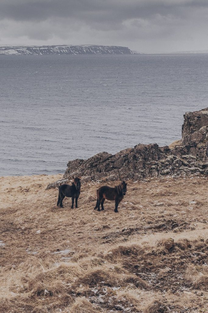 Les chevaux islandais de la péninsule de Vatsnes #islande #vatsnes