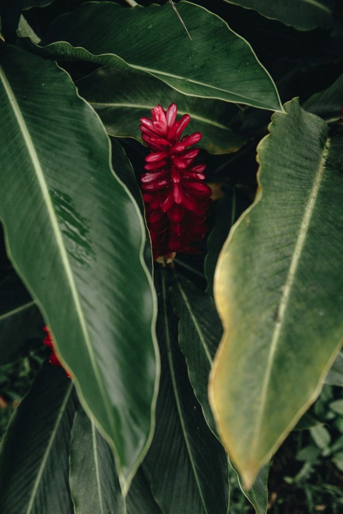 Luxuriance des jardins de la distillerie Séverin #ilesdeguadeloupe