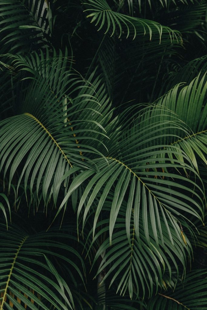 Jardin luxuriant de la distillerie séverin #ilesdeguadeloupe