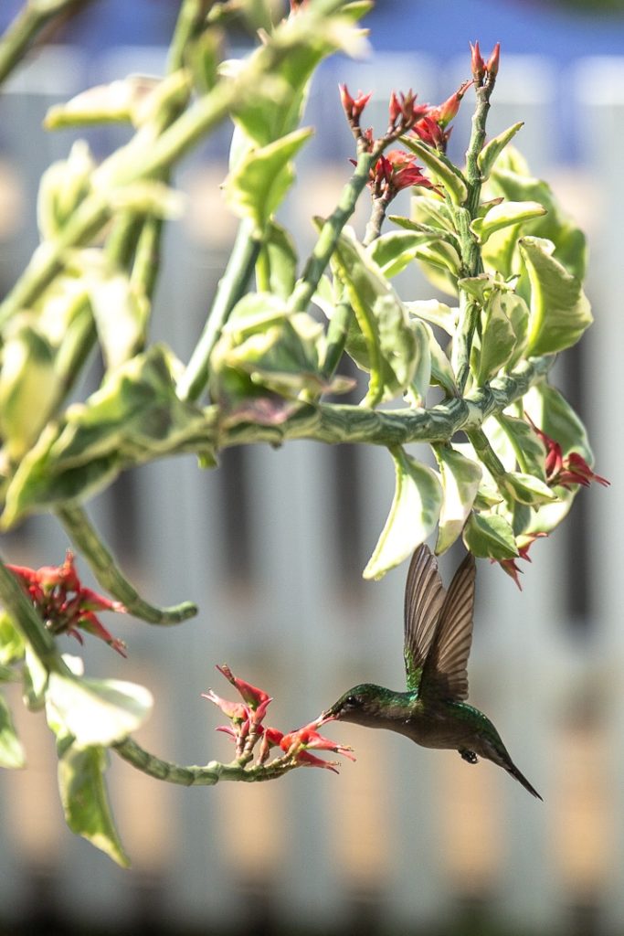Colibri chez Boone aux Saintes